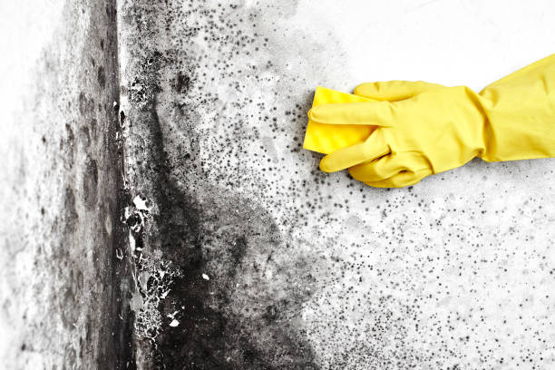 Trusted Glen Ellyn, IL Mold Removal Experts